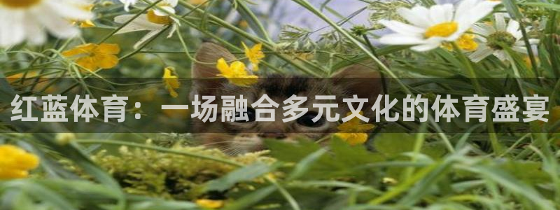 足球比分捷报网：红蓝体育：一场融合多元文化的体育盛宴
