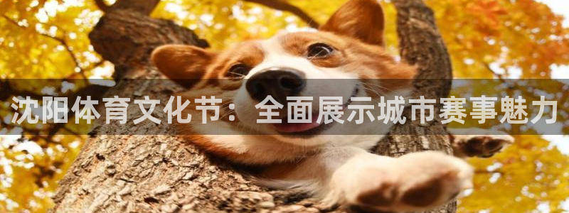 球探比分足球即时比分捷报：沈阳体育文化节：全面展示城市赛事魅力