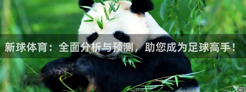 四场进球彩比分捷报：新球体育：全面分析与预测，助您成为足球高手！